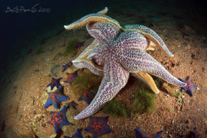 Kama Sutra // spawning of starfishes
/ Asterias amurensi... by Boris Pamikov 